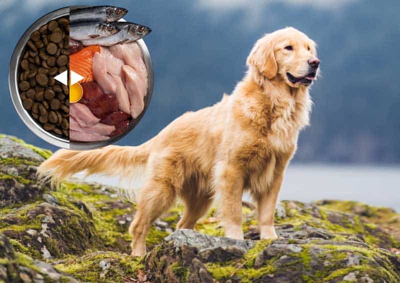 BARF namirnice i hrana za pse koje su preduslov za zdravog psa na slici