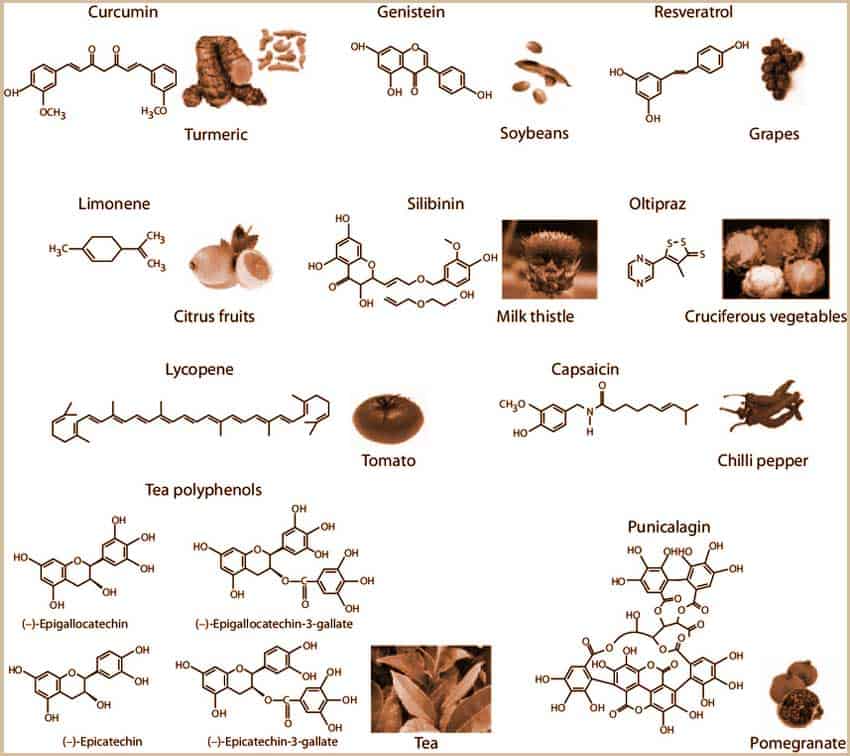 najbolja hrana za pse - naučni pristup