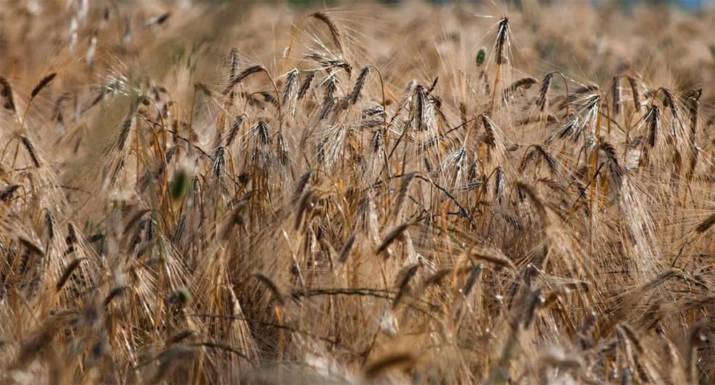 zitarice za granule za pse