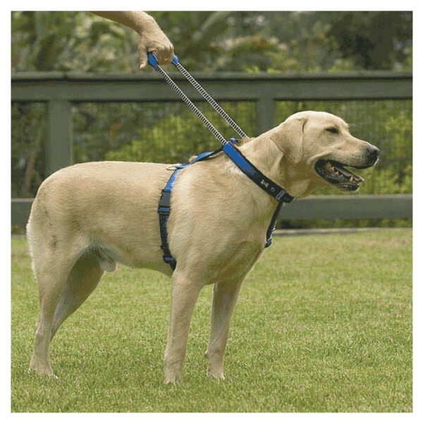 Amovi za pse: Patento Pet Am sa povodcem na izvlačenje Premium