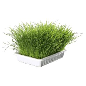 Mačija trava: Trixie Mačija trava