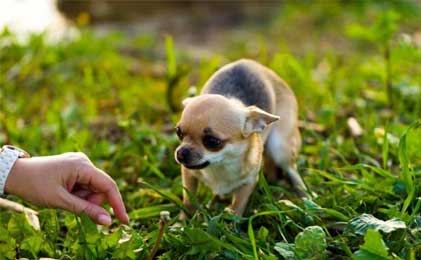 Anti-stres preparati