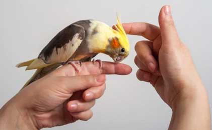 Hgijena i nega ptica