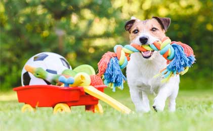 Igračke za pse