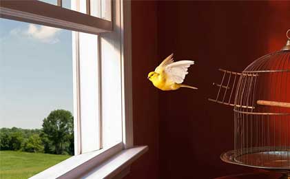 Kavezi za papagaje i druge ptice