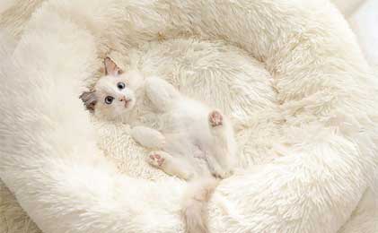 Kreveti za mačke i ležaljke