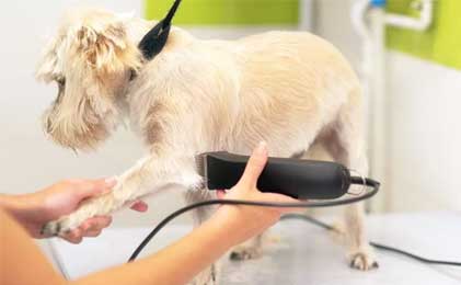 Mašinice za šišanje pasa