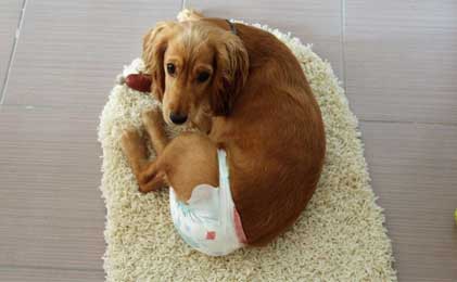 Pelene za pse, gaćice, ulošci