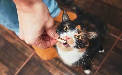 Poslastice za mačke