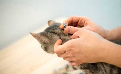 Preparati protiv parazita za mačke