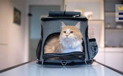 Transporteri i torbe