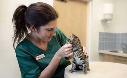 Veterinarske dijete za mačke